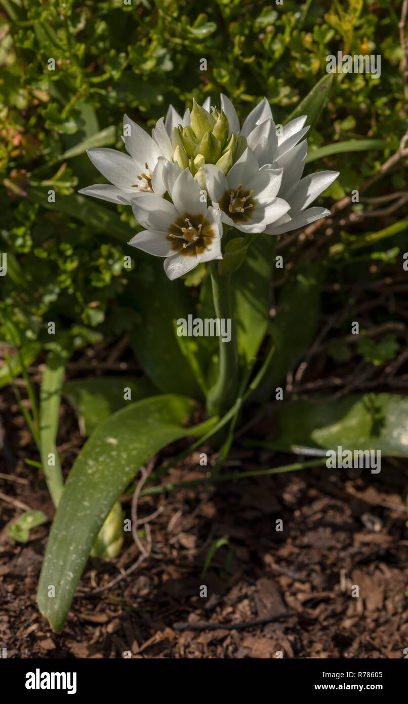 Chincherinchee, Ornithogalum thyrsoides, in flower, South Africa. Stock Photo