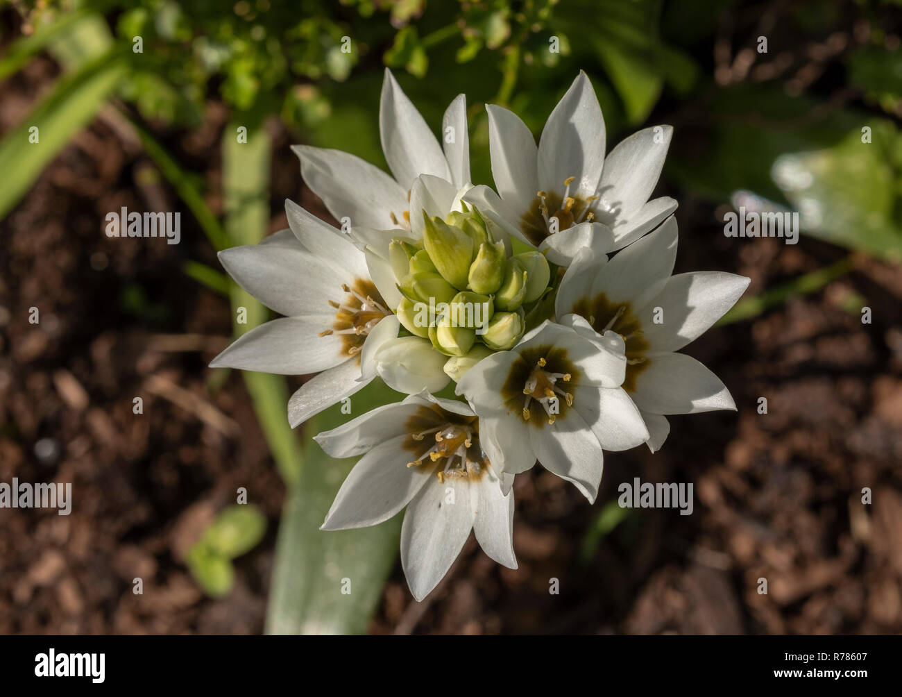 Chincherinchee, Ornithogalum thyrsoides, in flower, South Africa. Stock Photo