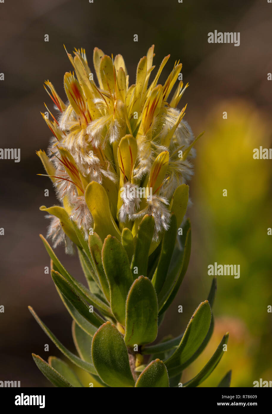 Common pagoda, Mimetes cucullatus, in flower in fynbos, Western Cape, South Africa. Stock Photo