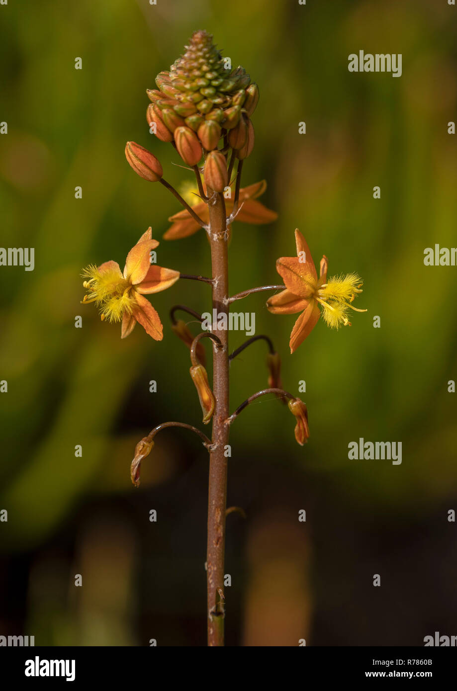 Stalked bulbine, Bulbine frutescens, in flower, South Africa Stock Photo