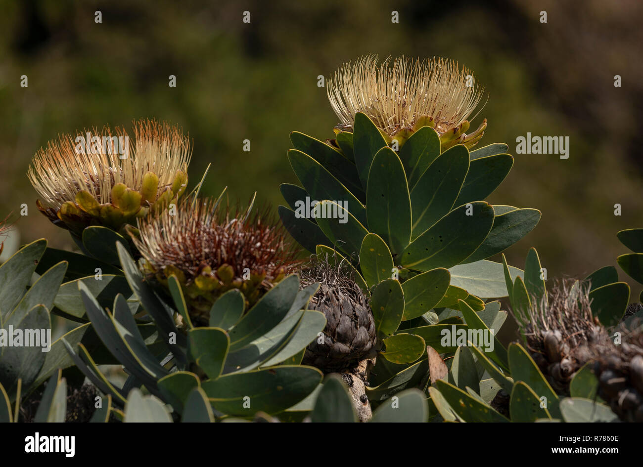 wagon tree, Protea nitida in flower in fynbos, Western Cape, South Africa. Stock Photo