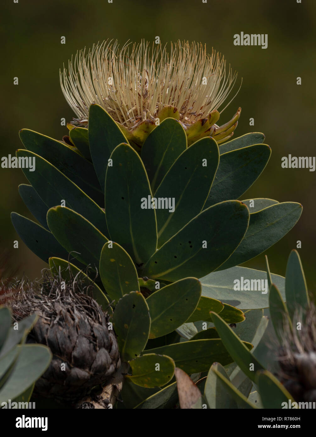 wagon tree, Protea nitida in flower in fynbos, Western Cape, South Africa. Stock Photo