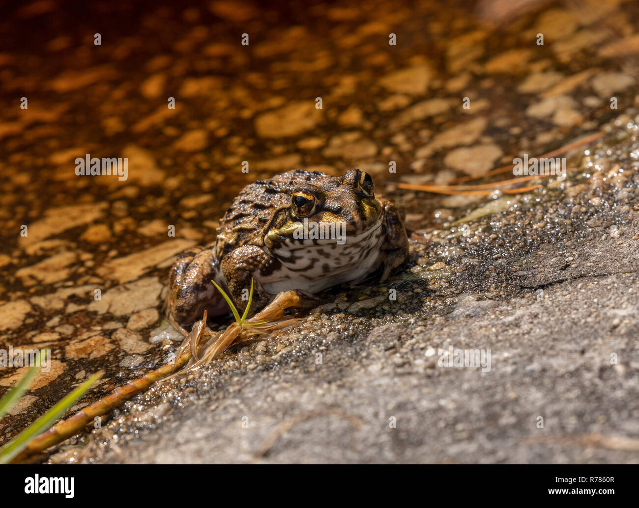 Cape River Frog, Amietia fuscigula on edge of pond in spring, Western Cape, South Africa. Stock Photo