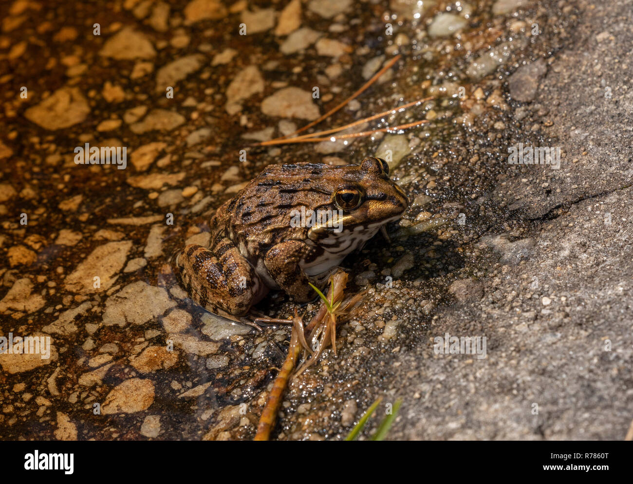 Cape River Frog, Amietia fuscigula on edge of pond in spring, Western Cape, South Africa. Stock Photo