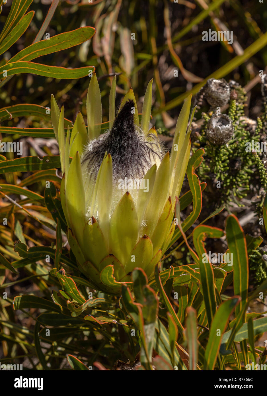 long-leaf sugarbush, Protea longifolia, in flower in fynbos, Fernkloof Nature Reserve, Cape, South Africa. Stock Photo