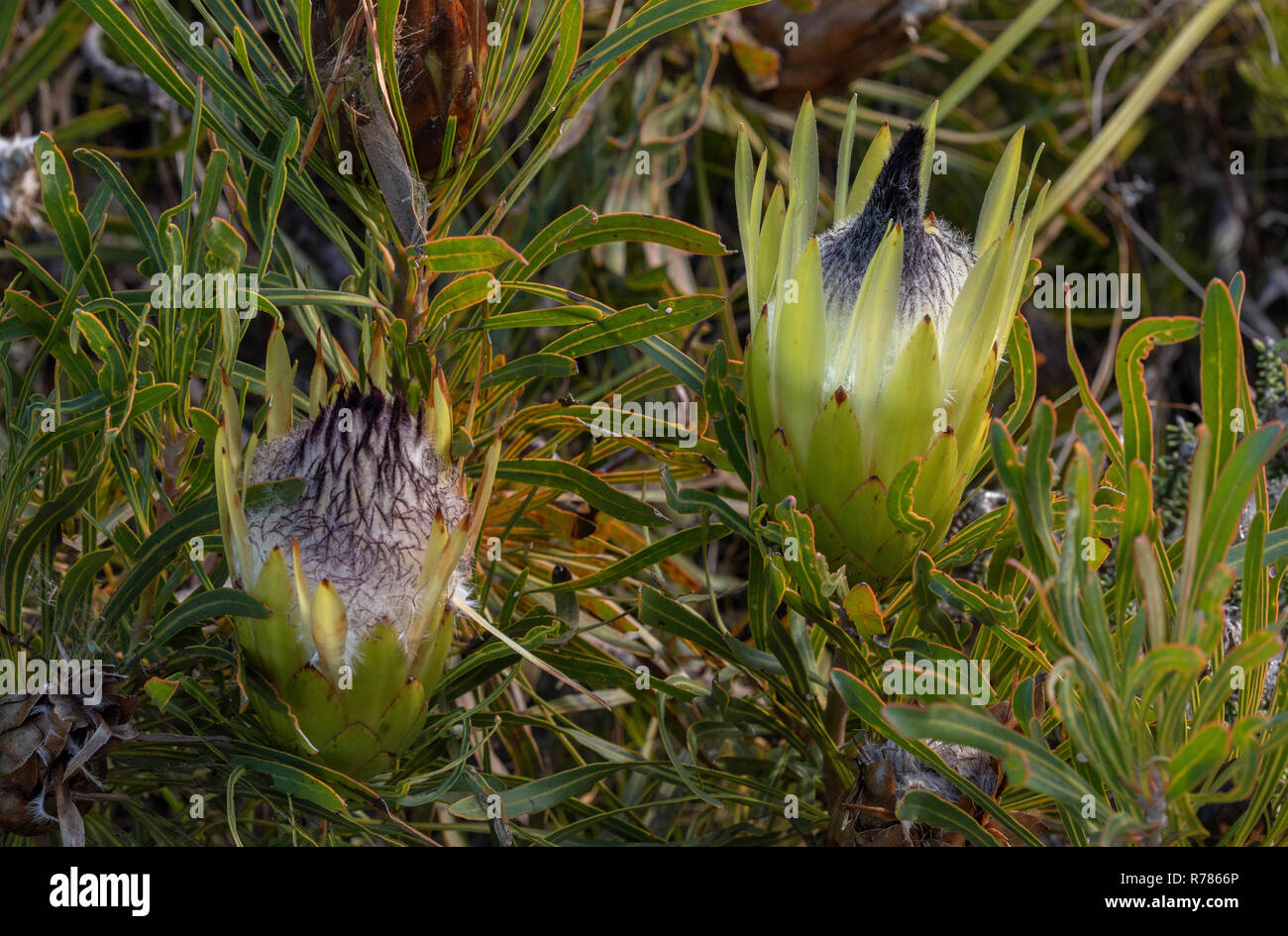 long-leaf sugarbush, Protea longifolia, in flower in fynbos, Fernkloof Nature Reserve, Cape, South Africa. Stock Photo
