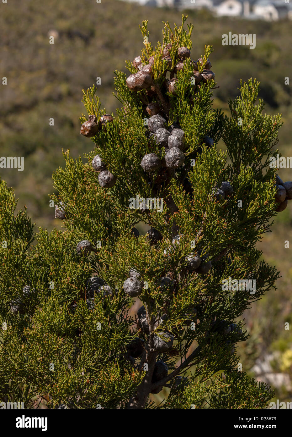 Mountain Cypress, Widdringtonia nodiflora with female cones,  in fynbos, Fernkloof Nature Reserve, Cape, South Africa. Stock Photo