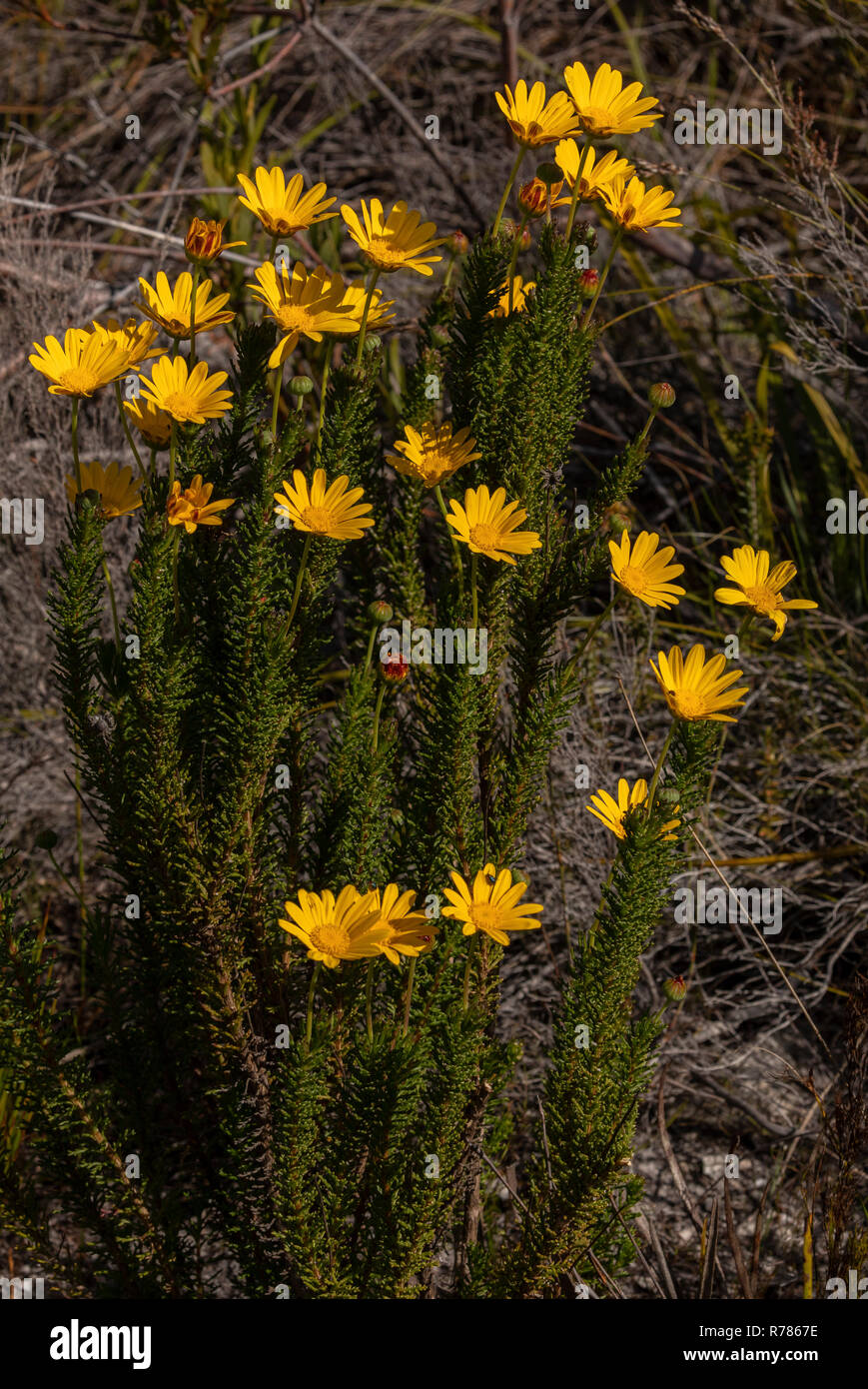 Mountain resin bush, Euryops abrotanifolius, in flower in fynbos, Fernkloof Nature Reserve, Cape, South Africa. Stock Photo