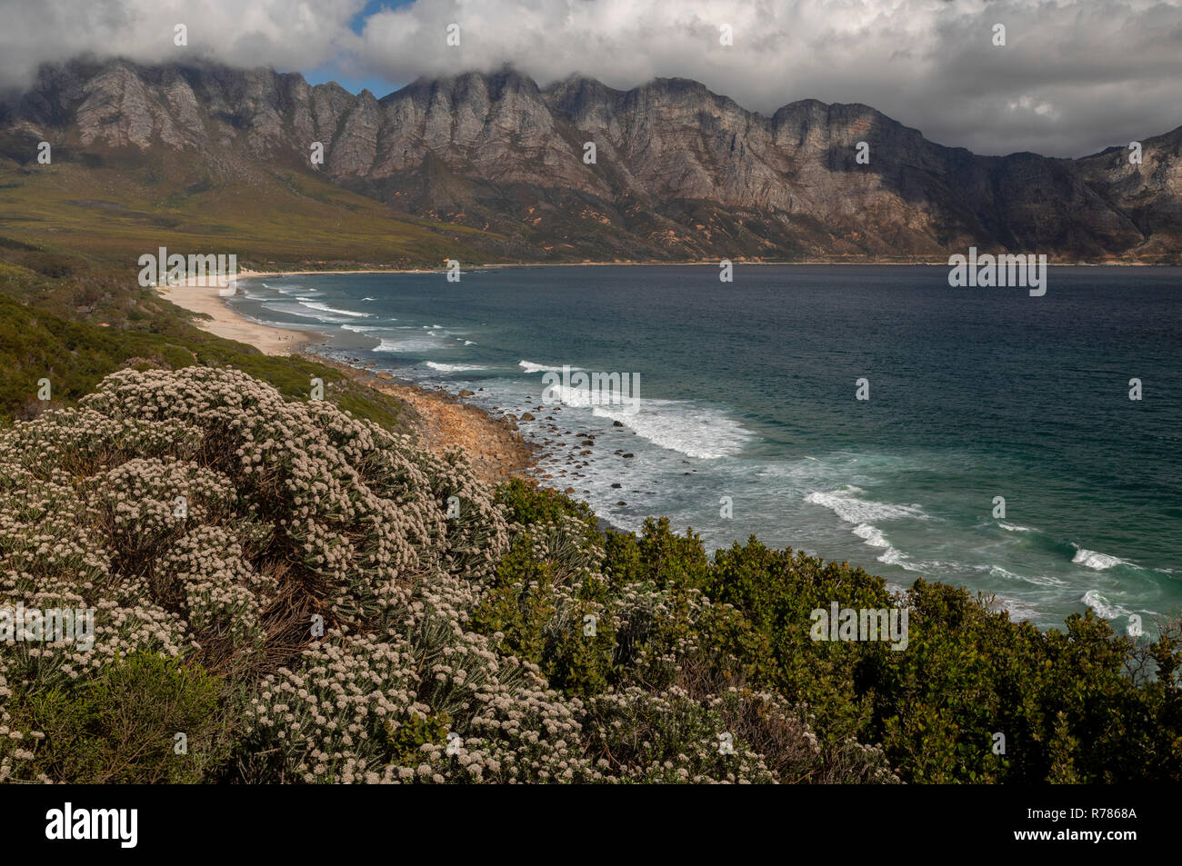 Fynbos in Kogel Bay, and the Kogelberg Biosphere Reserve, Kogelberg Mountain Range, east of Cape Town, South Africa Stock Photo