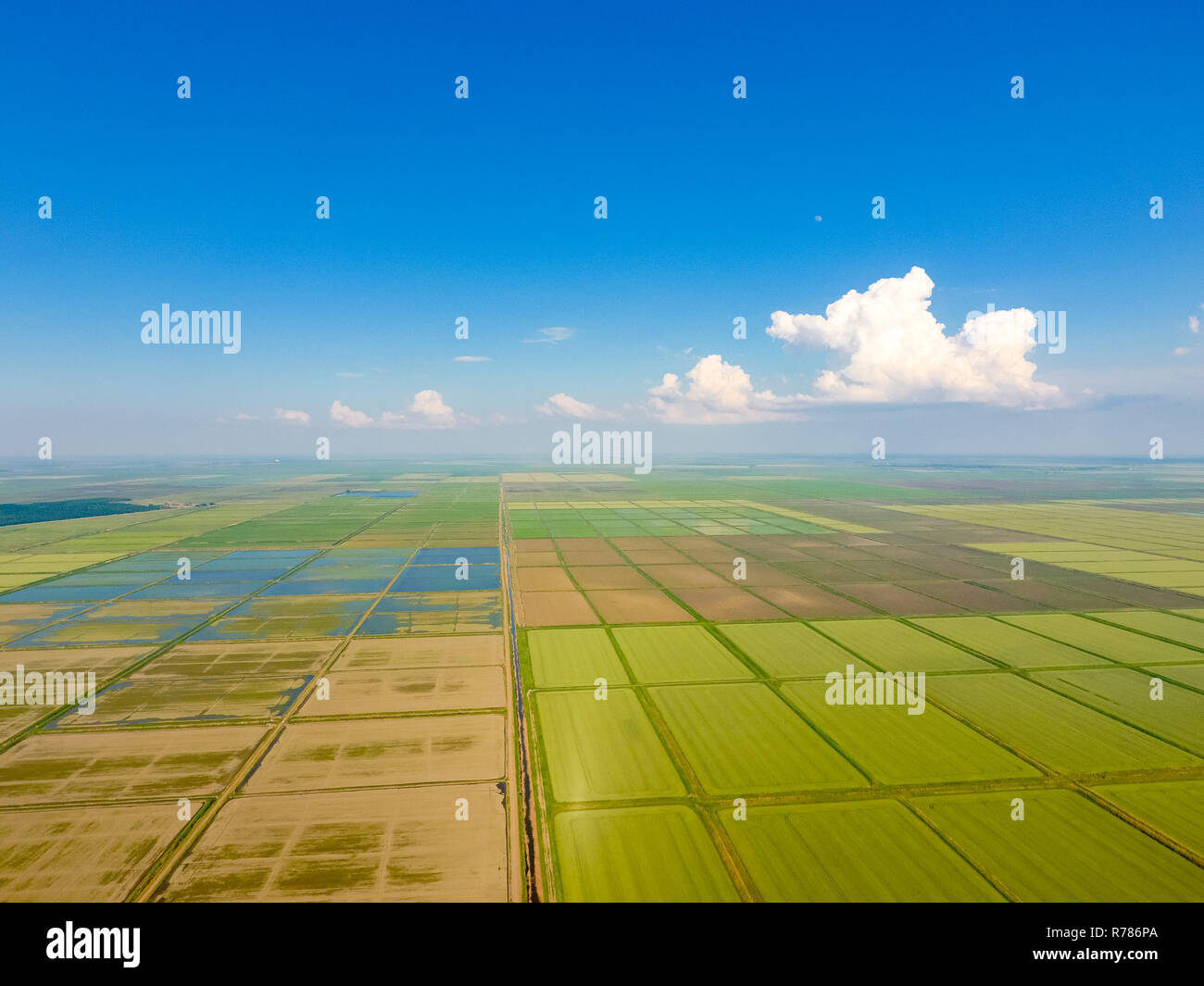 The rice fields are flooded with water. Flooded rice paddies. Agronomic ...