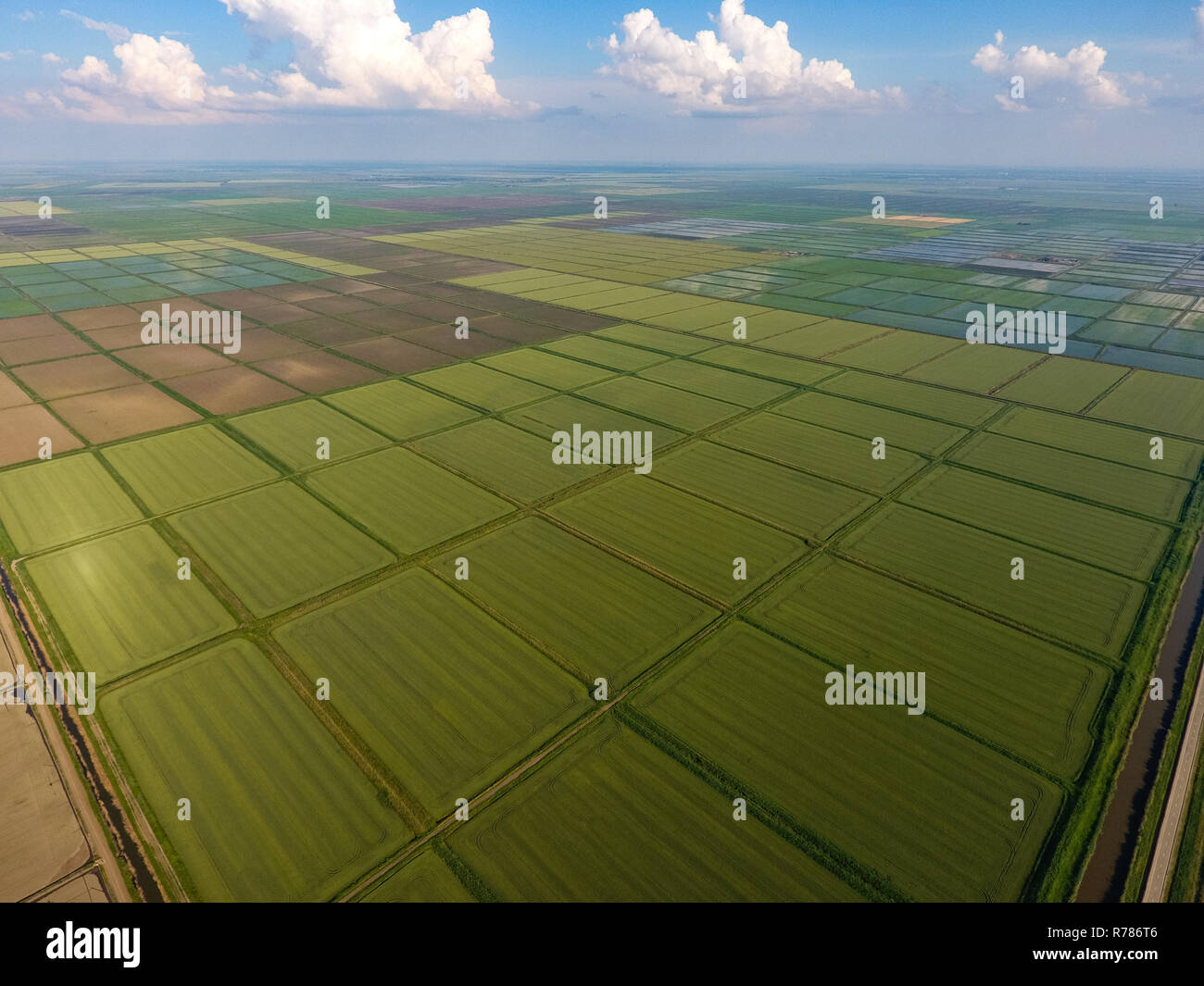 The rice fields are flooded with water. Flooded rice paddies. Agronomic ...