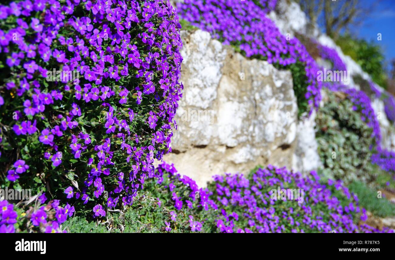 garden wall of yellow natural stones with blue upholstery flowers Stock Photo