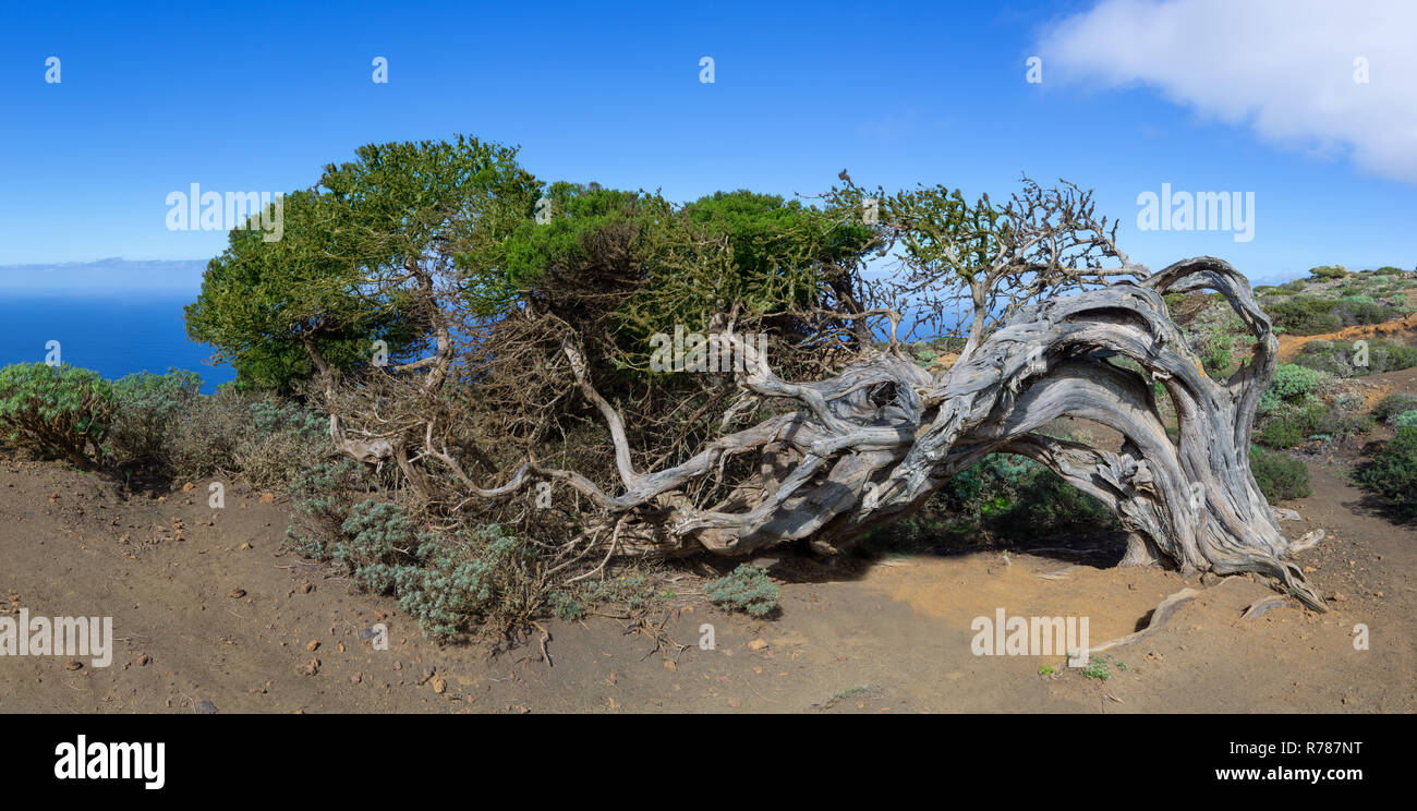 sabina - wind-bent juniper tree on the island el hierro,canary islands,spain Stock Photo