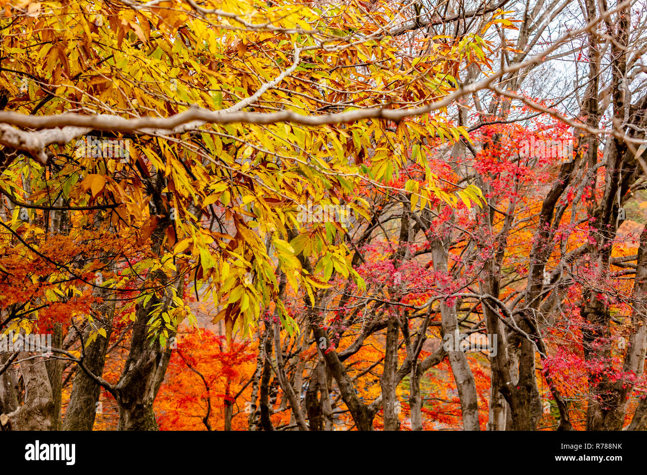 Kawaguchiko Yamanashi Japan November 29 18 Scenic Autumn View Of Maple Corridor Of Kawaguchiko Momiji Foliage Stock Photo Alamy Kawaguchiko Yamanashi Japan November 29 18 Scenic Autumn View Of Maple Corridor Of Kawaguchiko Momiji Foliage Stock Photo Alamy