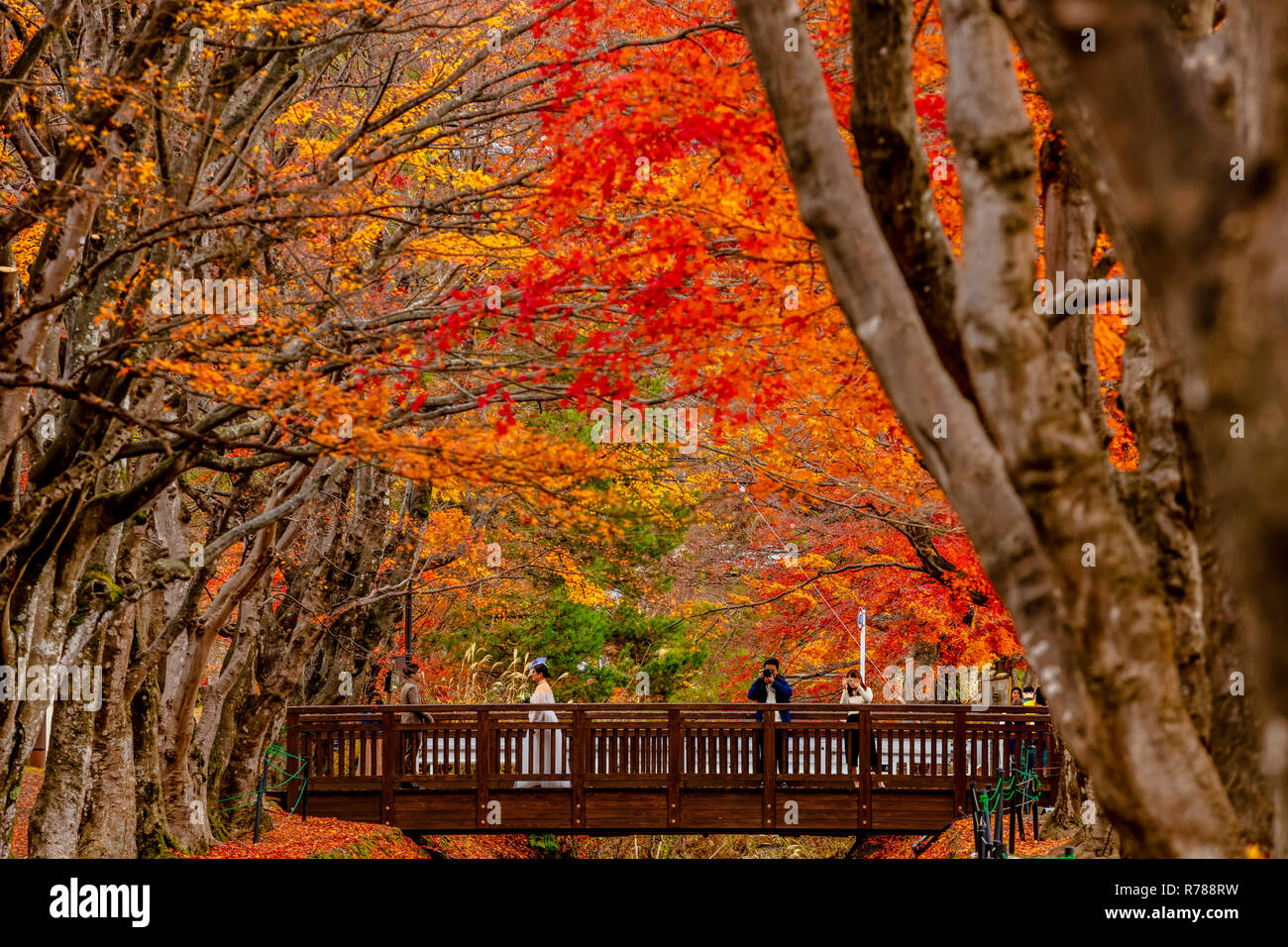 Kawaguchiko Yamanashi Japan November 29 18 Scenic Autumn View Of Maple Corridor Of Kawaguchiko Momiji Foliage Stock Photo Alamy Kawaguchiko Yamanashi Japan November 29 18 Scenic Autumn View Of Maple Corridor Of Kawaguchiko Momiji Foliage Stock Photo Alamy