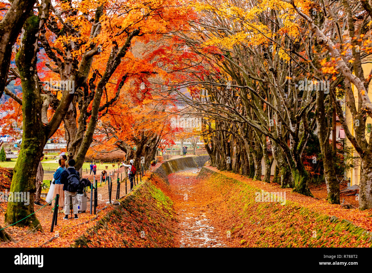 Kawaguchiko Yamanashi Japan November 29 18 Scenic Autumn View Of Maple Corridor Of Kawaguchiko Momiji Foliage Stock Photo Alamy Kawaguchiko Yamanashi Japan November 29 18 Scenic Autumn View Of Maple Corridor Of Kawaguchiko Momiji Foliage Stock Photo Alamy