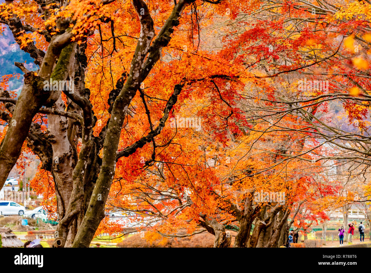 Kawaguchiko Yamanashi Japan November 29 18 Scenic Autumn View Of Maple Corridor Of Kawaguchiko Momiji Foliage Stock Photo Alamy Kawaguchiko Yamanashi Japan November 29 18 Scenic Autumn View Of Maple Corridor Of Kawaguchiko Momiji Foliage Stock Photo Alamy