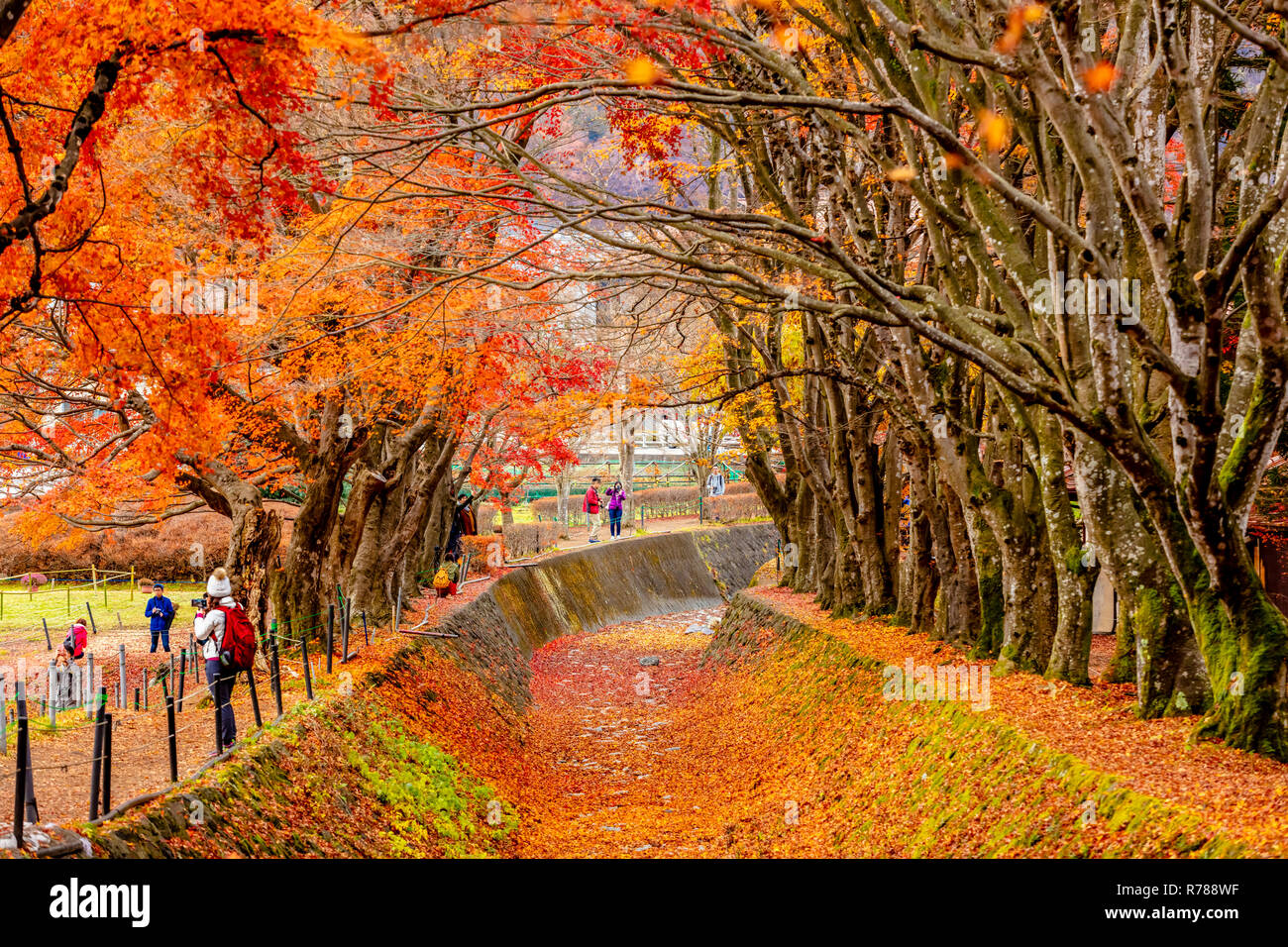 Kawaguchiko Yamanashi Japan November 29 18 Scenic Autumn View Of Maple Corridor Of Kawaguchiko Momiji Foliage Stock Photo Alamy Kawaguchiko Yamanashi Japan November 29 18 Scenic Autumn View Of Maple Corridor Of Kawaguchiko Momiji Foliage Stock Photo Alamy
