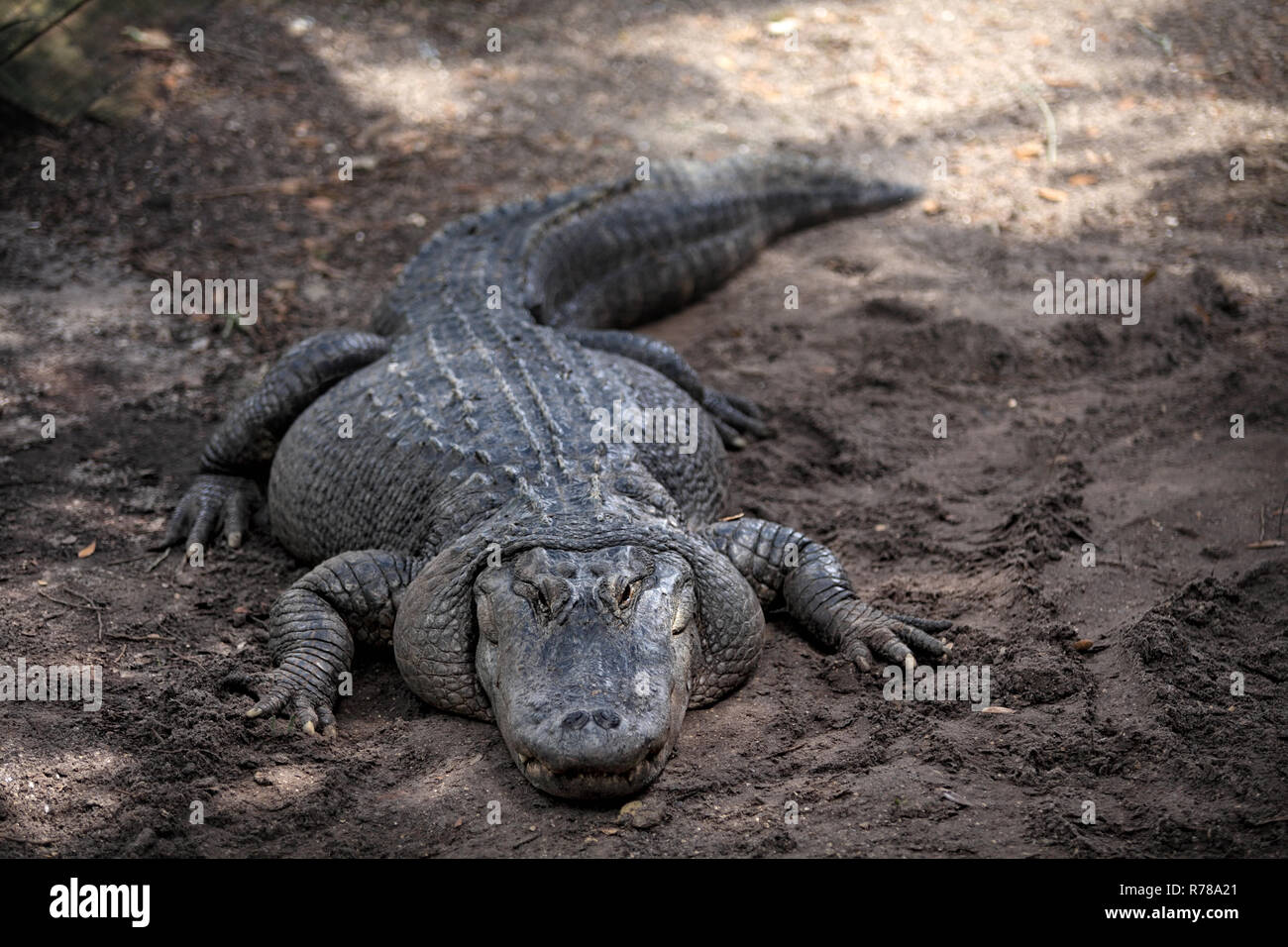 The great alligator river hires stock photography and images Alamy