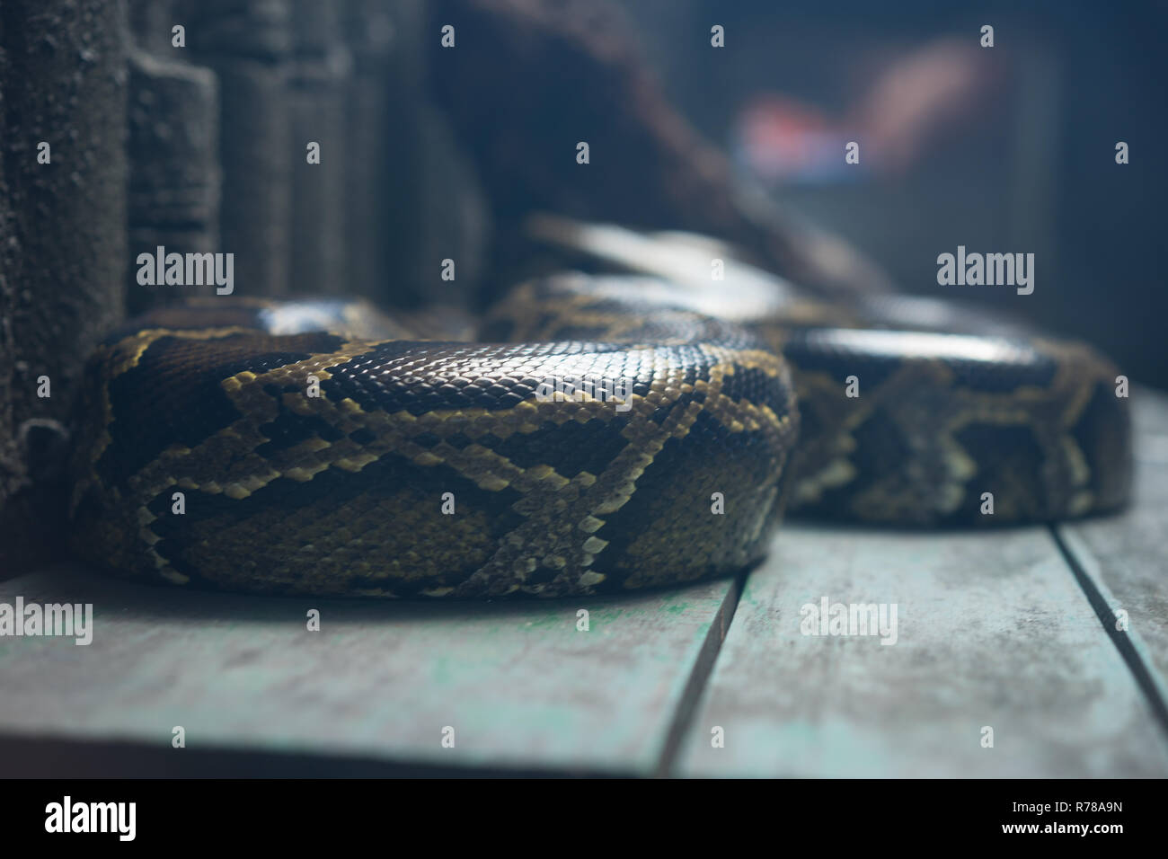 python Snake on Isolated background Stock Photo - Alamy