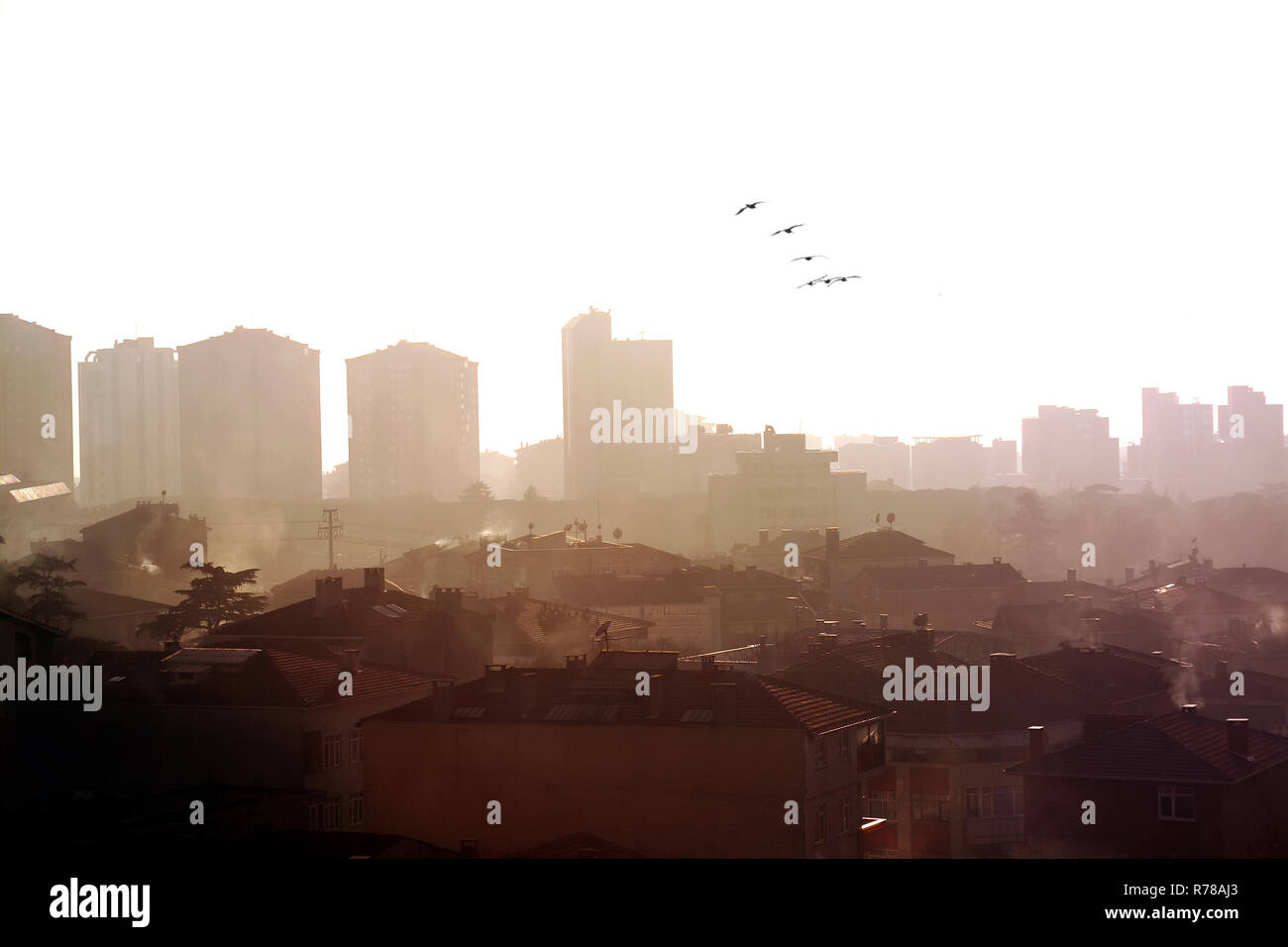 birds flying over buildings Stock Photo - Alamy