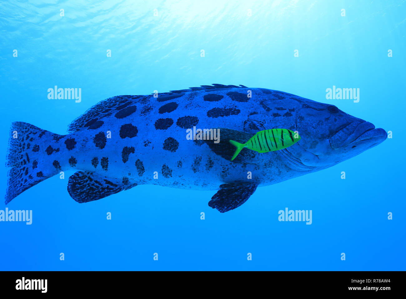 Potato grouper fish (Epinephelus tukula) underwater in the Great