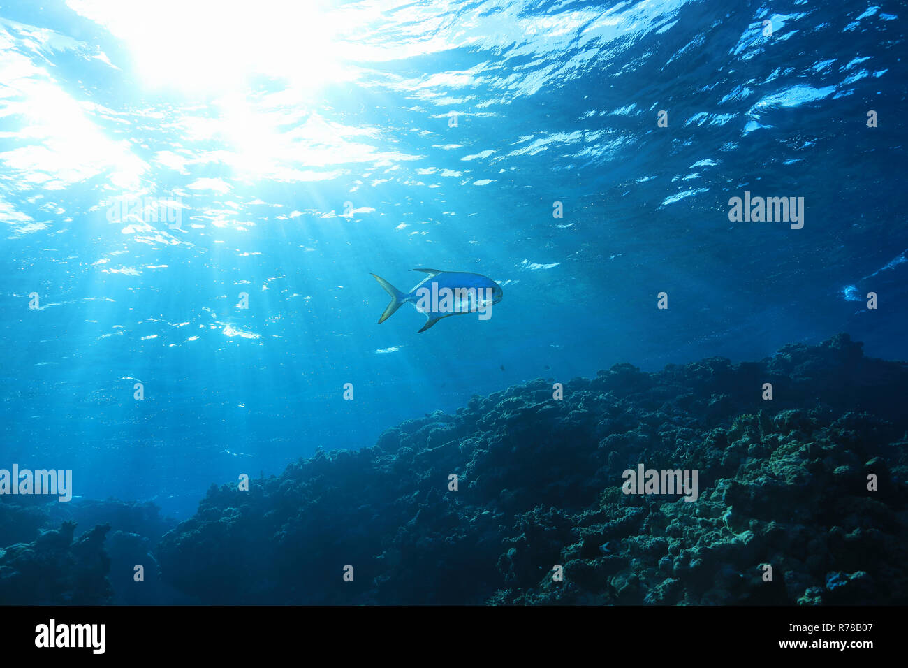 Water surface with sun and fish underwater in the Great Barrier Reef of