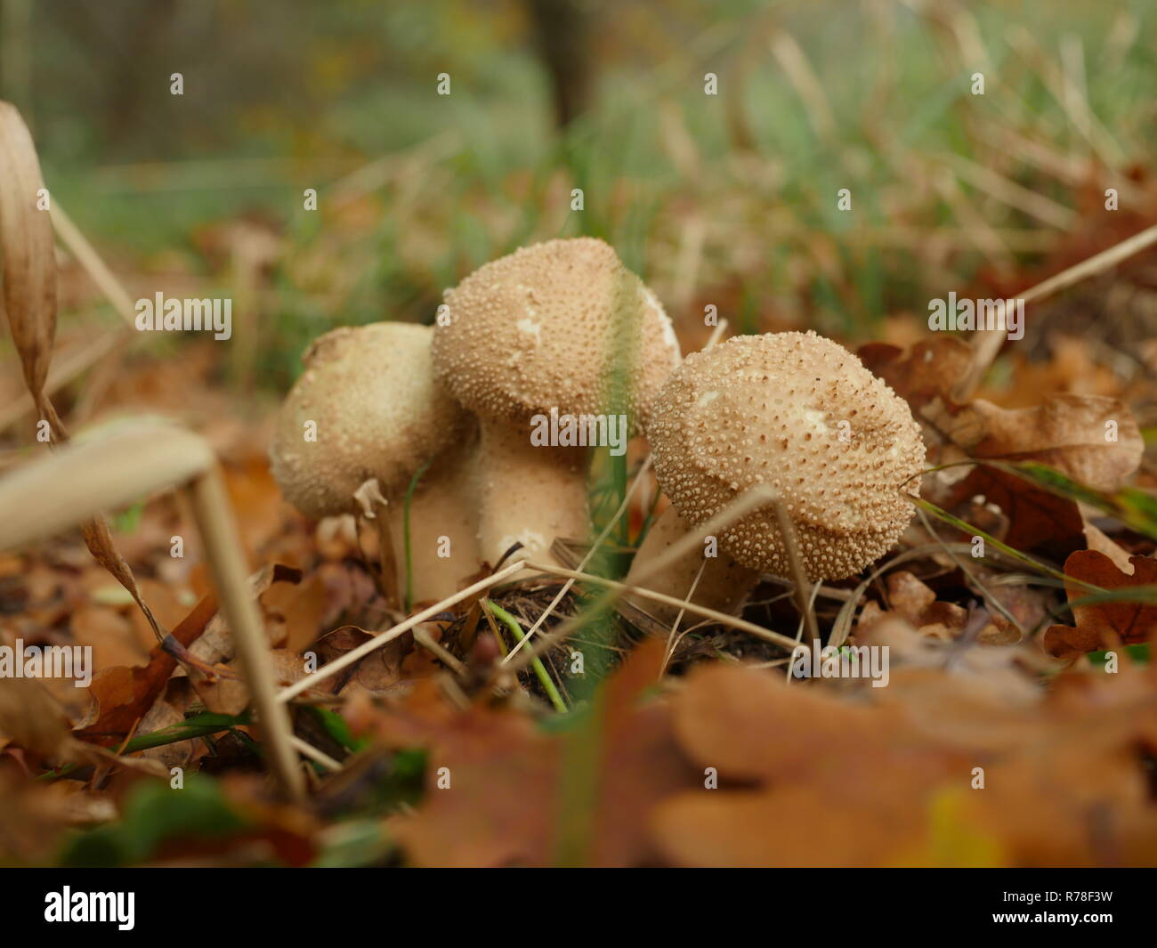 growing mushroom fuzzball in forest Stock Photo Alamy