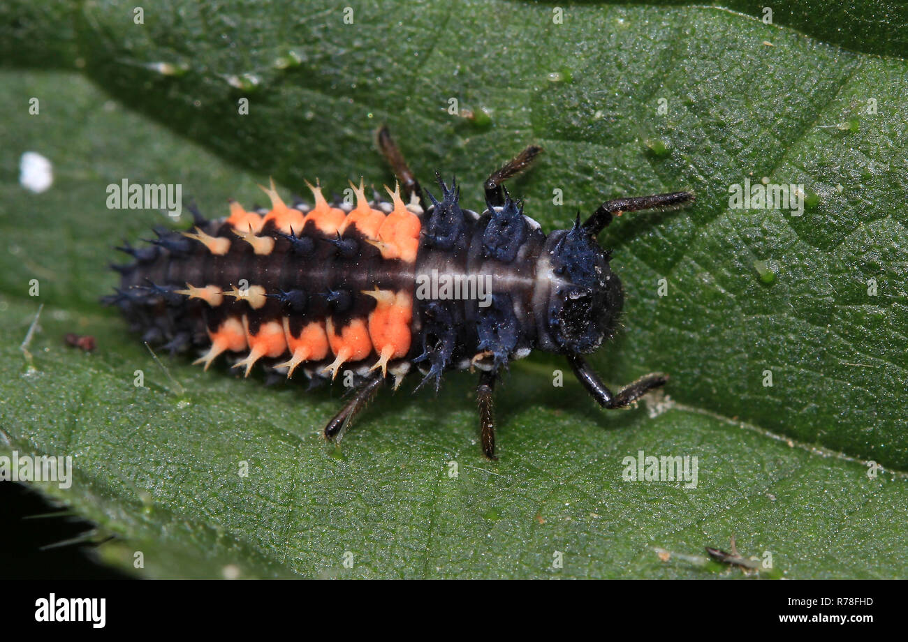 ladybug,asian,larva,harmonia axyridis,asian ladybeetle,length about 10mm Stock Photo