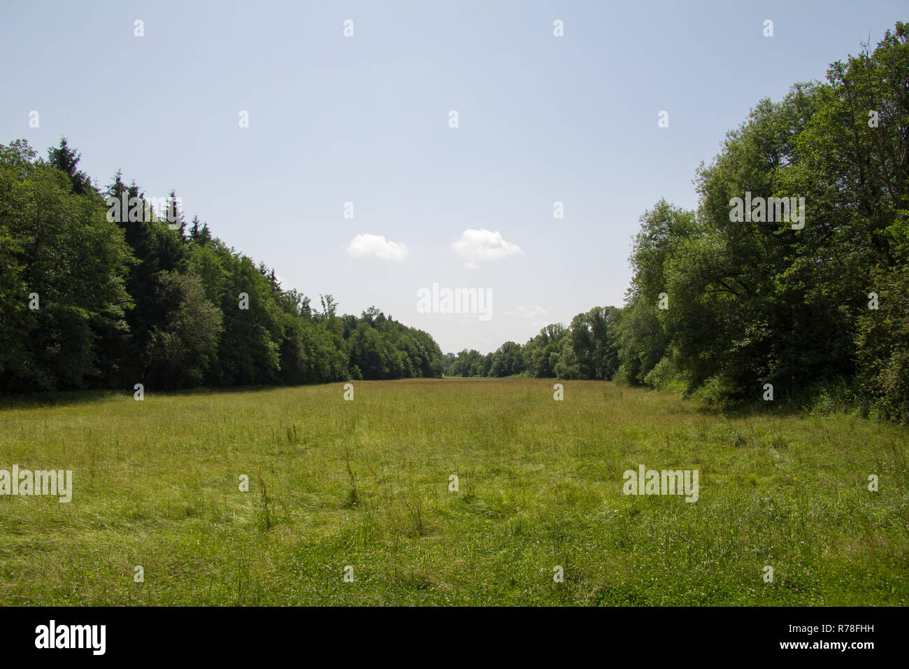 large meadow of row of trees bordered in wide landscape in spring at day Stock Photo