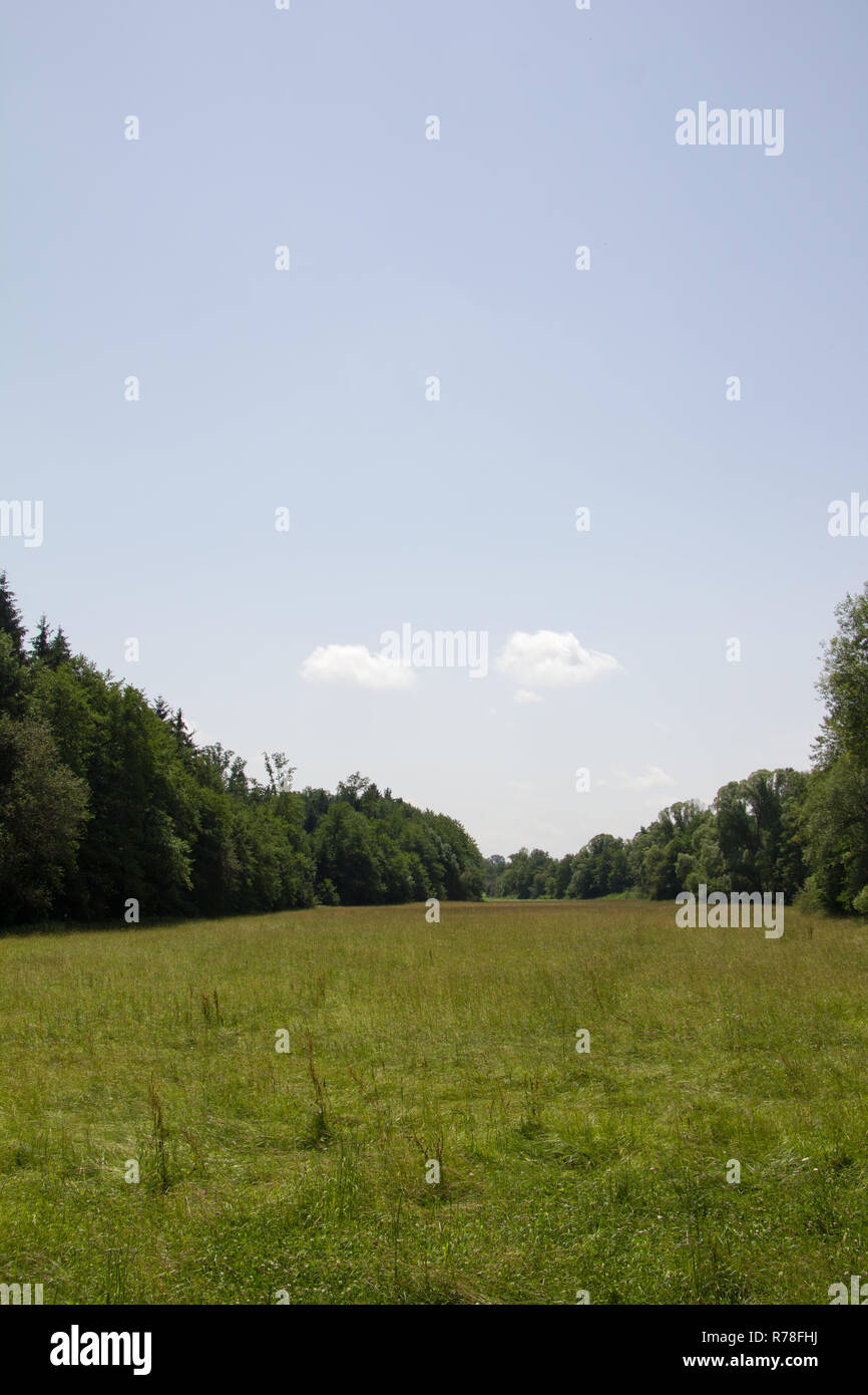 large meadow of row of trees bordered in wide landscape in spring at day Stock Photo