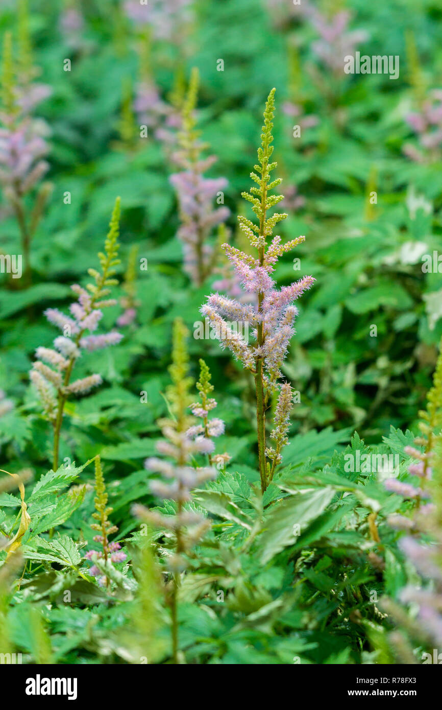 Close-up of beautiful pink Astilbe chinensis Visions in the Forest. Stock Photo