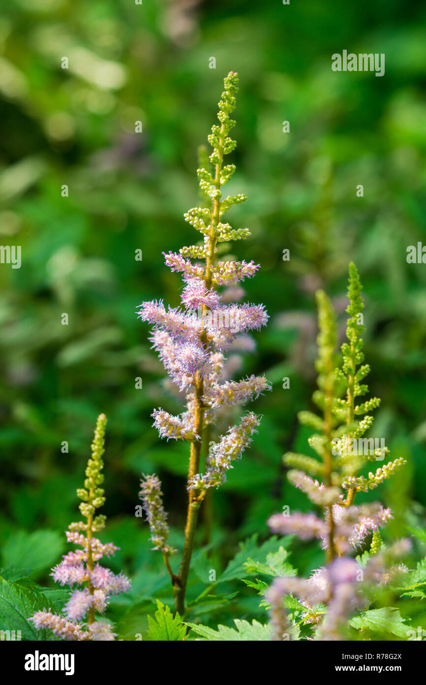 Close-up of beautiful pink Astilbe chinensis Visions in the Forest. Stock Photo