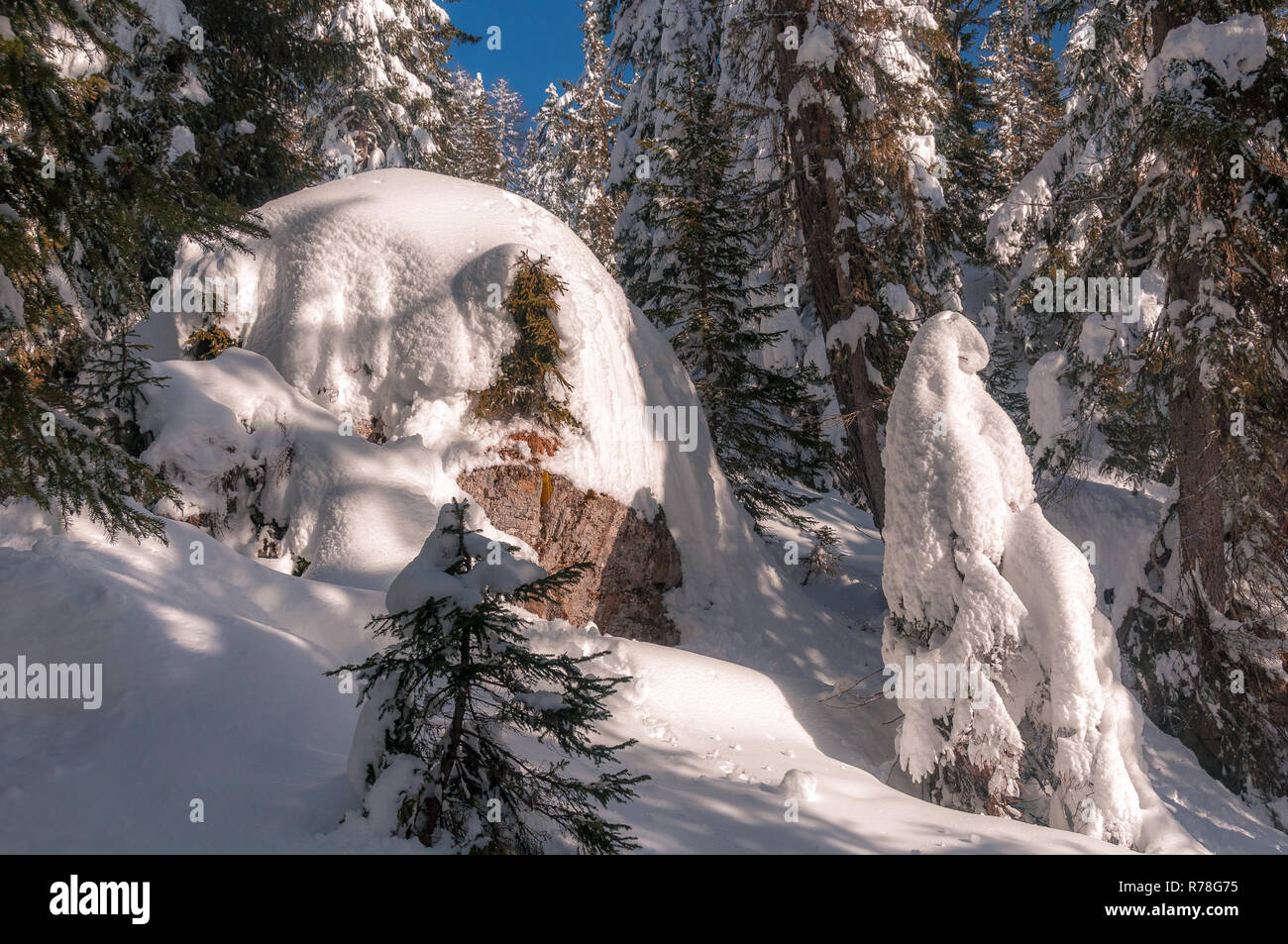 Fir forest covered with large piles of snow Stock Photo