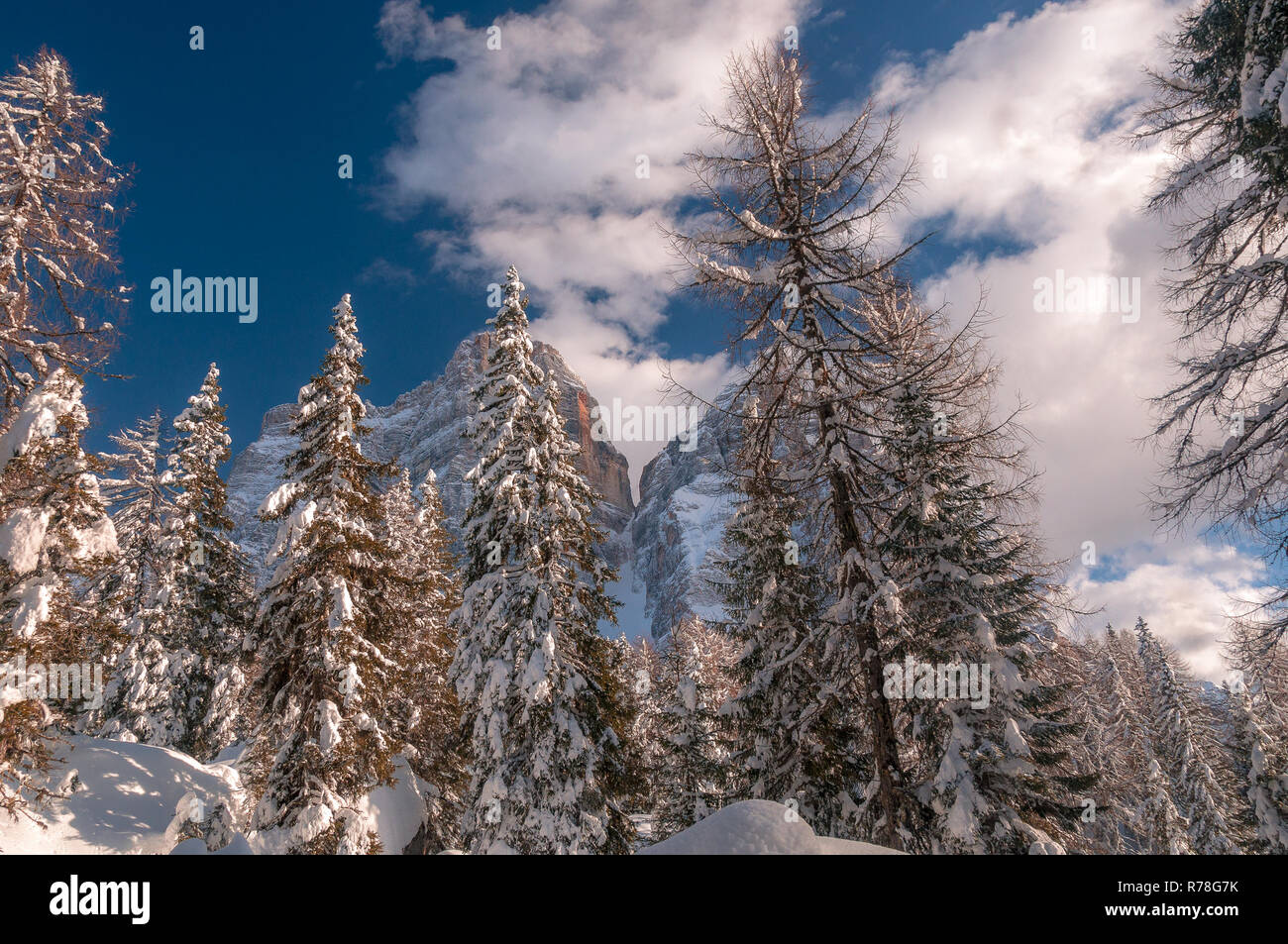 Fir forest covered with large piles of snow with Mount Pelmo in the background Stock Photo