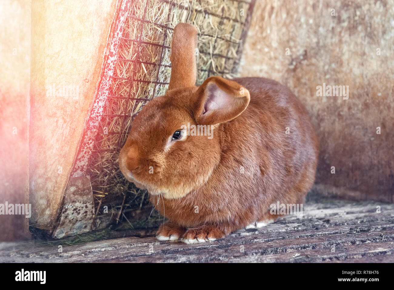 https://c8.alamy.com/comp/R78H76/big-eared-red-haired-fat-rabbit-lives-in-a-cage-with-hay-farm-breeding-animals-for-sale-R78H76.jpg