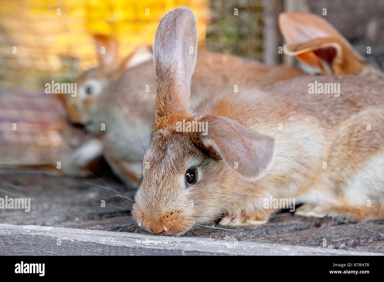 eared red rabbits live in a cage with hay. Farm Animal breeding for