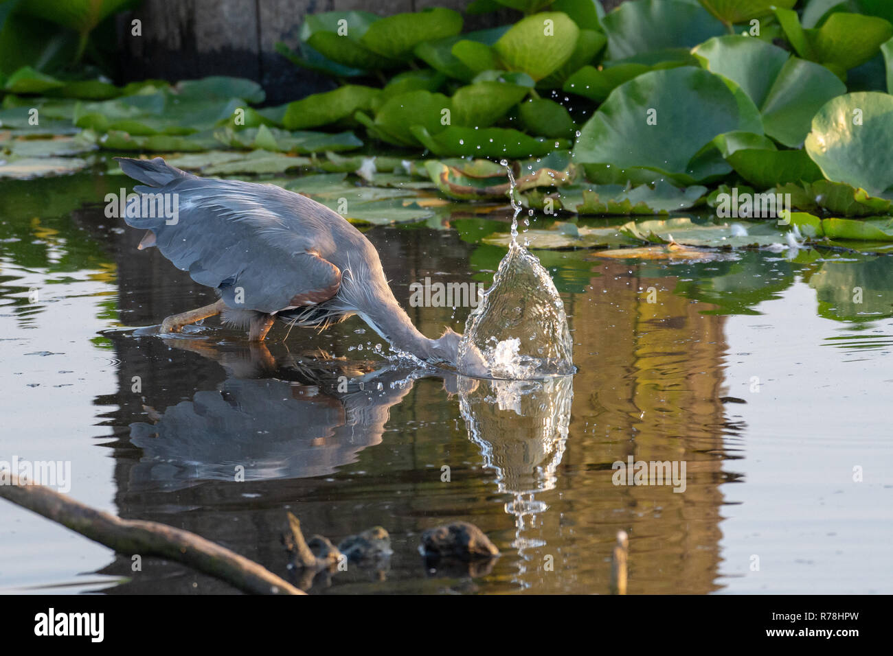 Great Blue Heron dives into the water hunting for a fish in the calm waters in BC, Canada (ardea herodias). Stock Photo