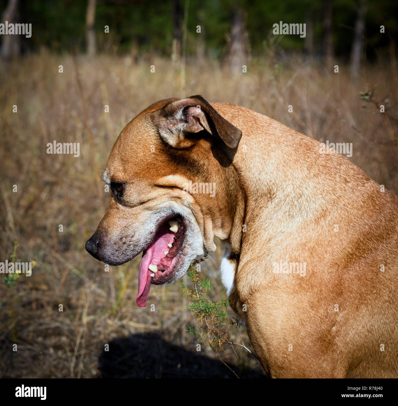 sad american pit bulls sitting on nature Stock Photo Alamy