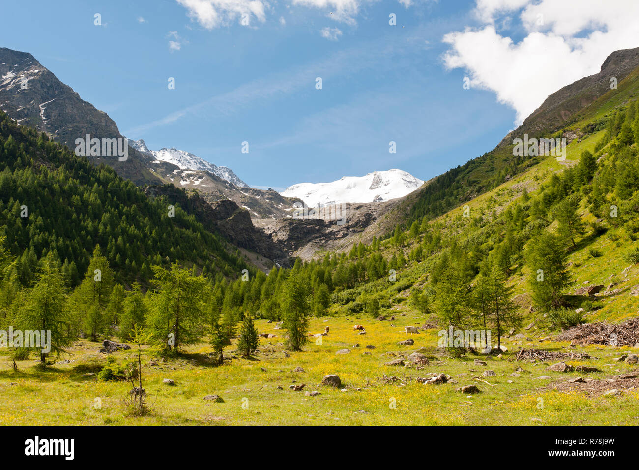 Suldental Valley, Val di Solda, with Mt Suldenspitze, Cima di Solda, Stelvio National Park, Ortler Alps, near Sulden, Solda Stock Photo