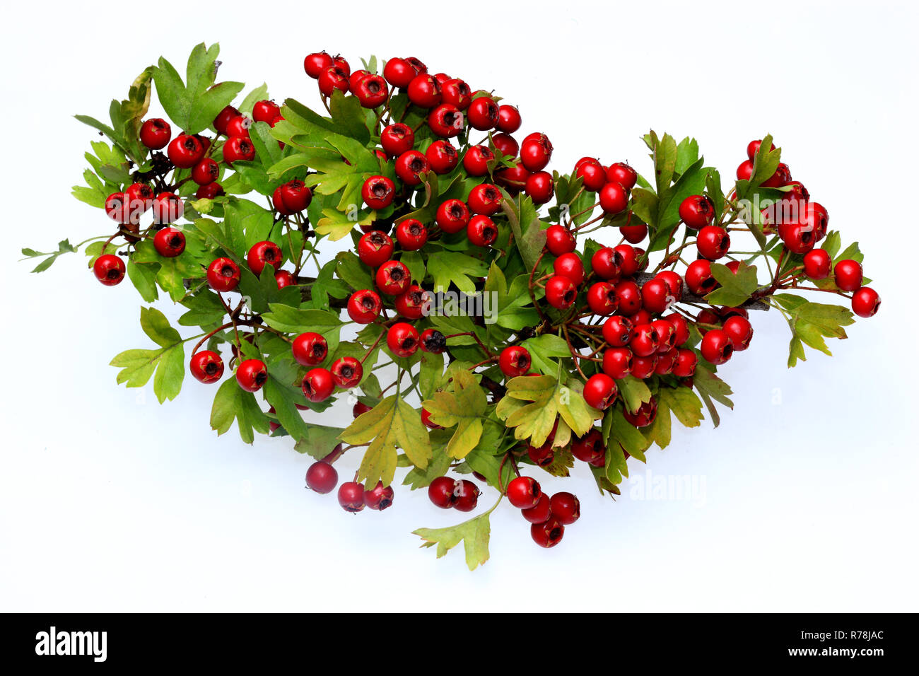 Ripe Common Hawthorn berries (Crataegus monogyna) Stock Photo