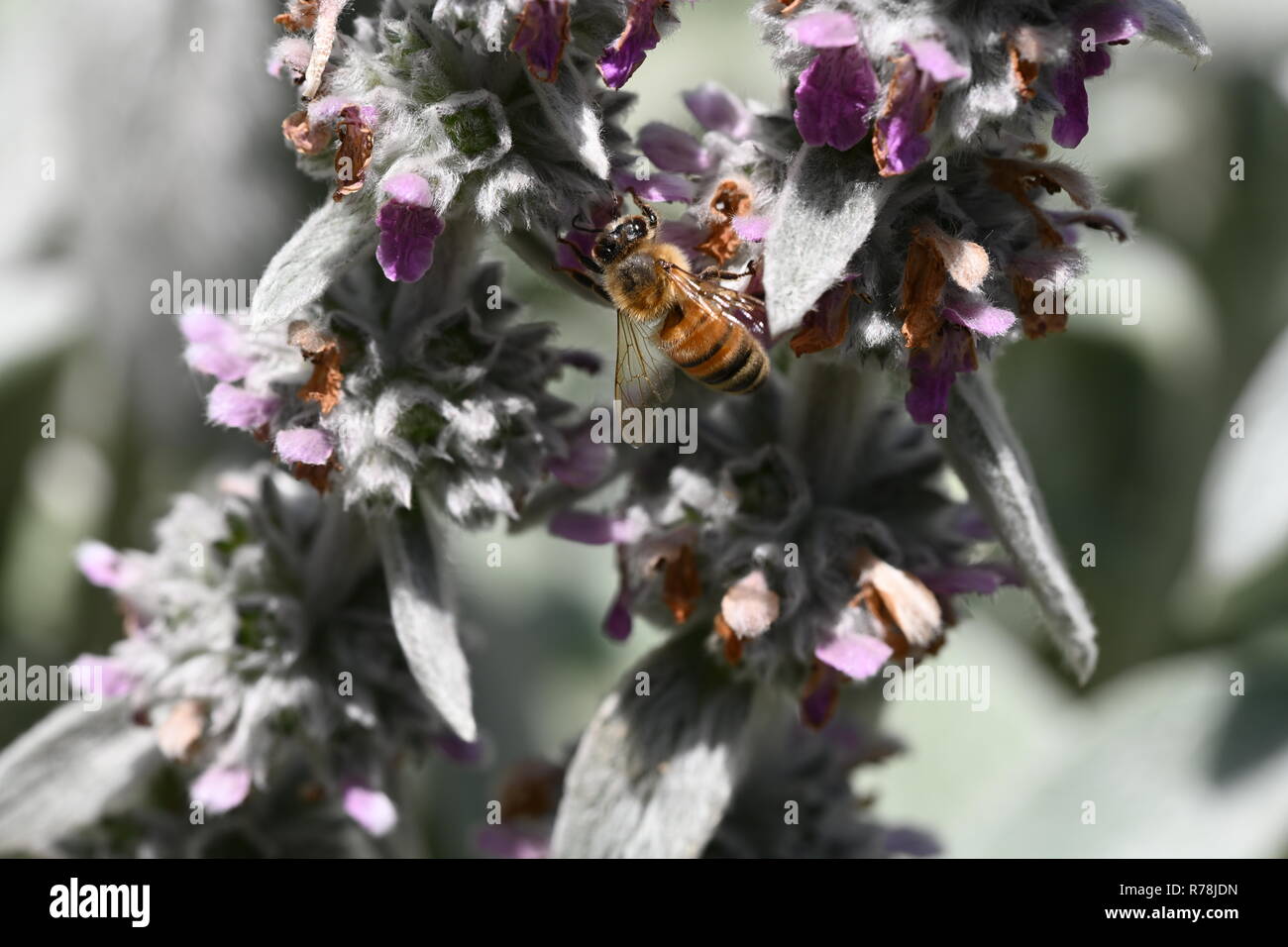 Bee Macro Stock Photo