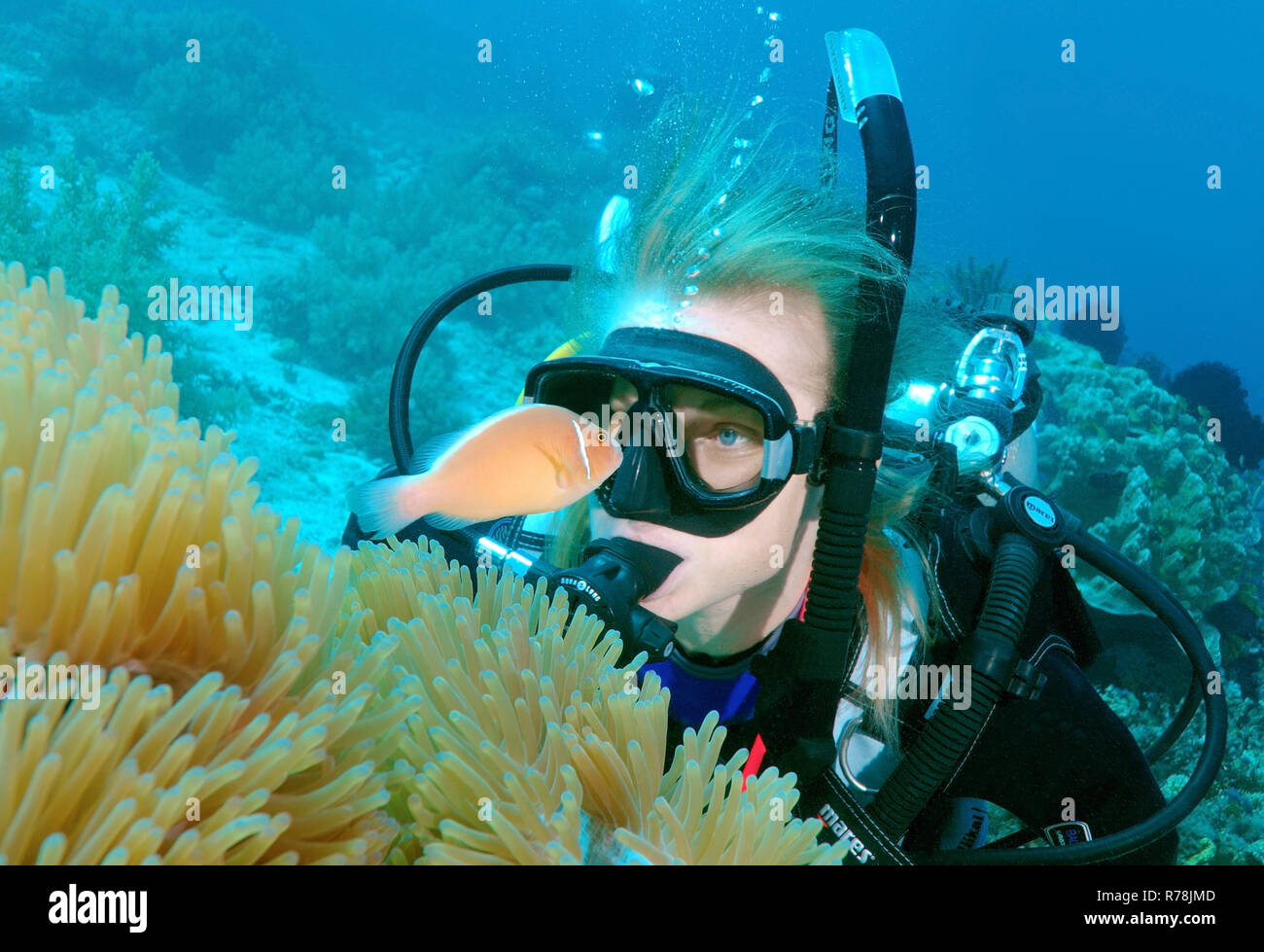 Diver looking at a Pink skunk clownfish or Pink anemonefish (Amphiprion perideraion), Bohol Sea, Cebu, Philippines Stock Photo