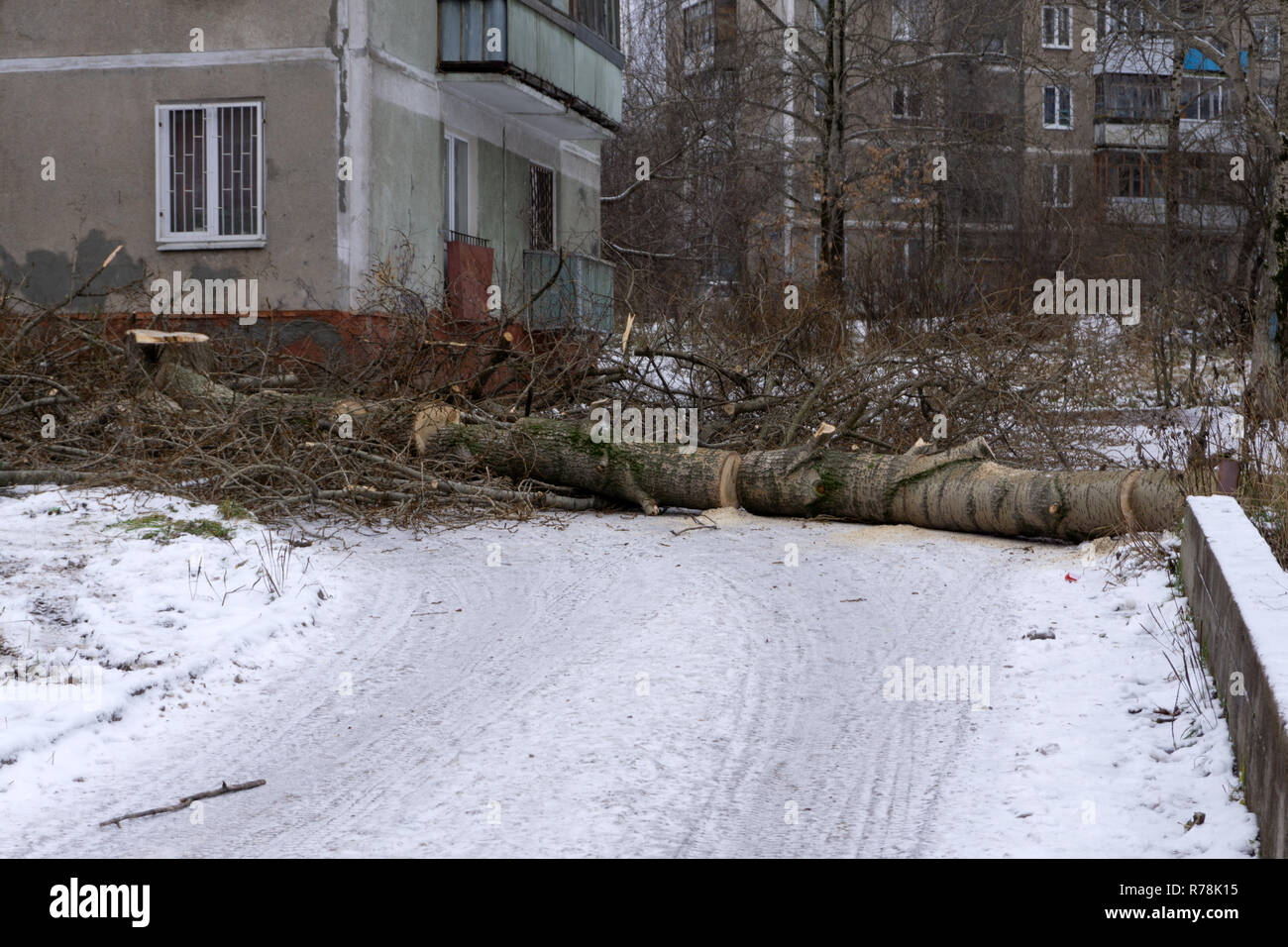 fallen tree during a storm in front of the house Stock Photo - Alamy