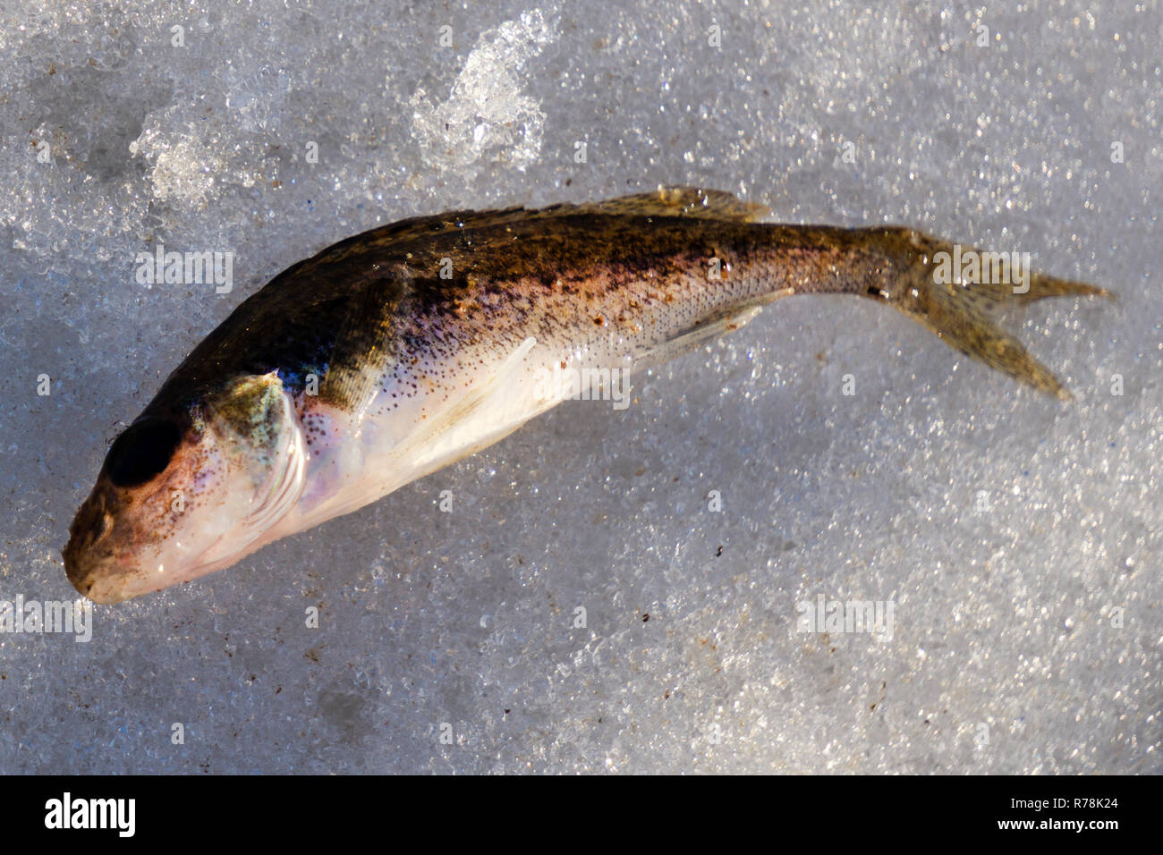 Fish ruff isolated on white background Gymnocephalus cernuus Stock Photo