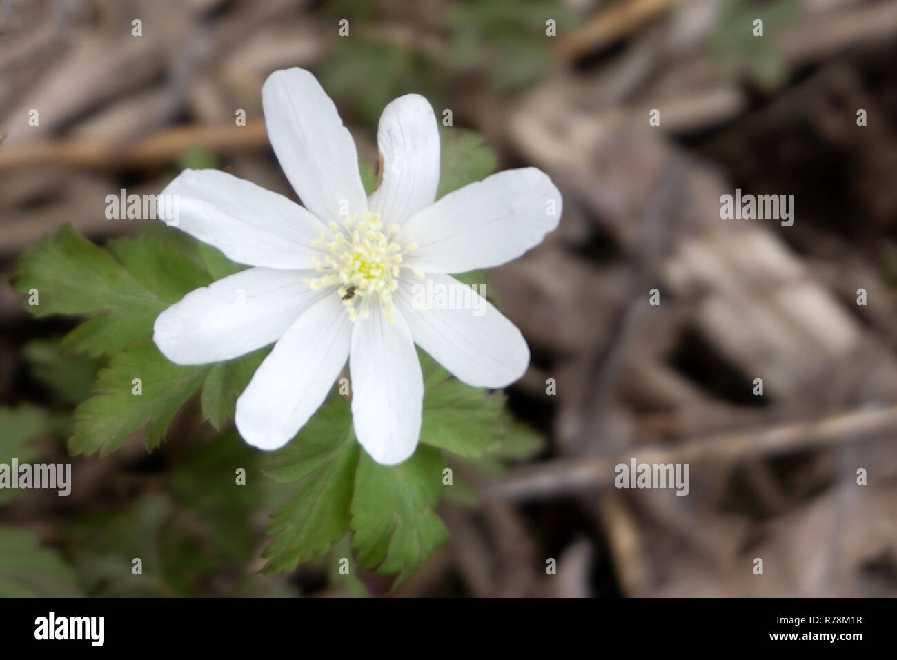 white snowdrop flower isolated on white field Stock Photo
