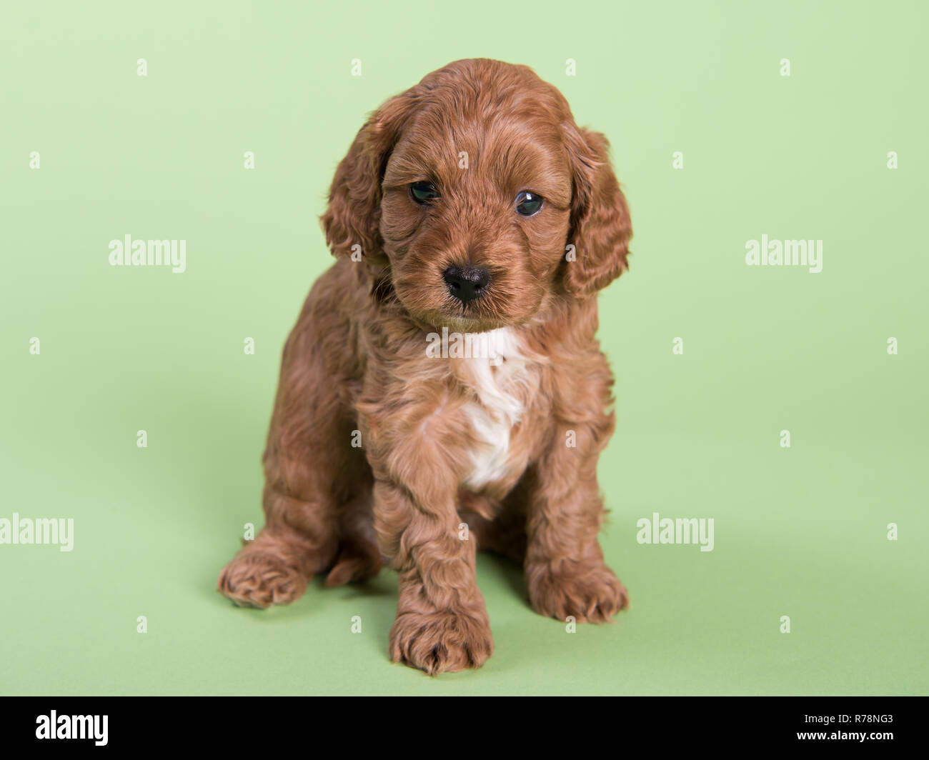 Cockapoo Puppy dog cute professional photograph Stock Photo