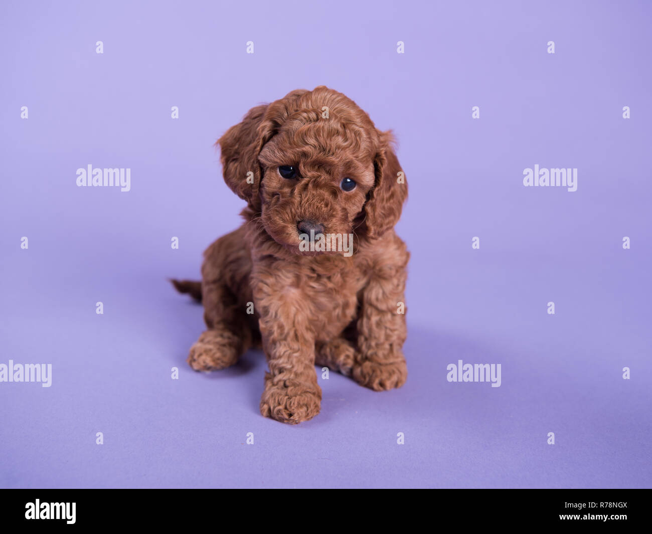 Cockapoo Puppy dog cute professional photograph Stock Photo