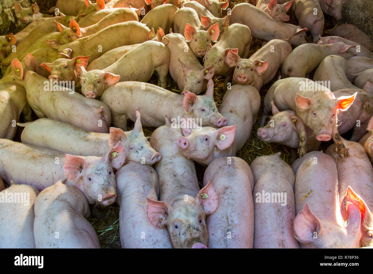 Piglets in a stable Stock Photo