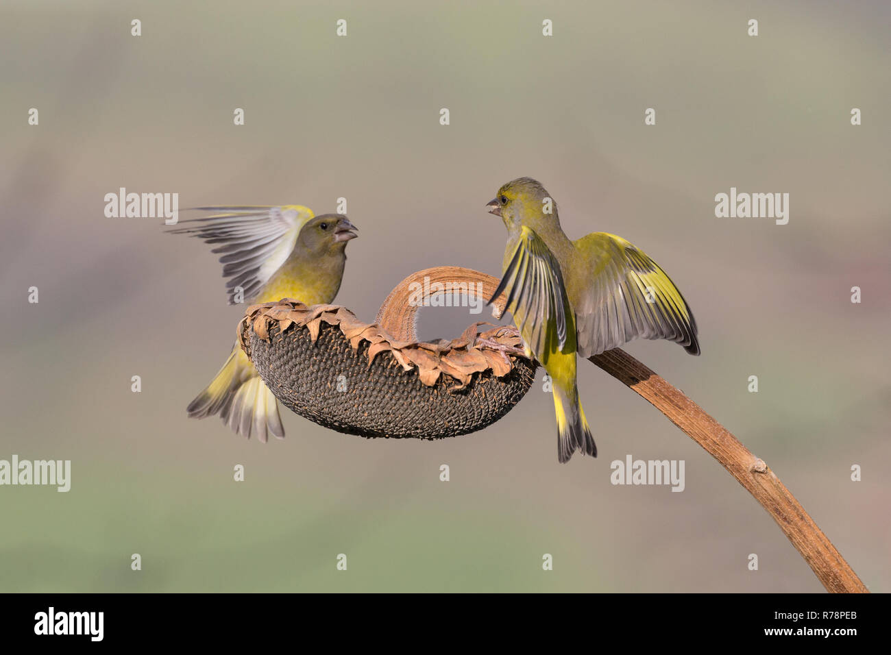 European greenfinch in fight over sunflower, Italy Stock Photo